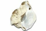 Fossil Whale Caudal Vertebra - Yorktown Formation #362072-3
